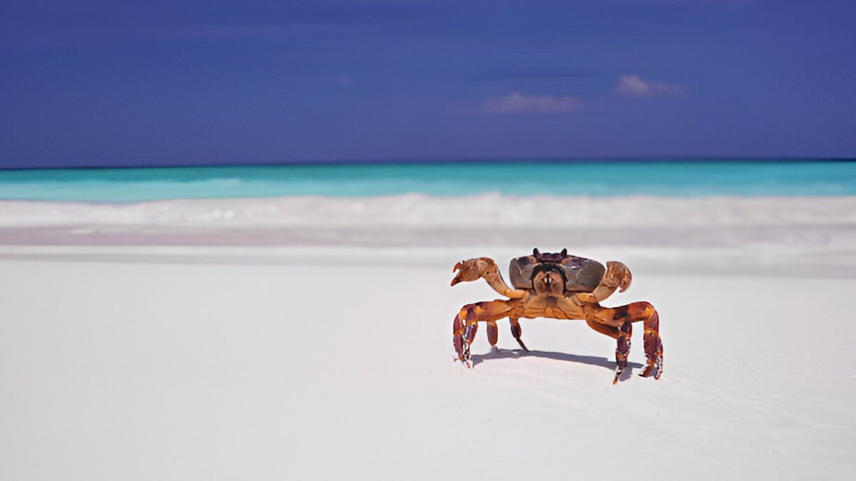 Why Wait to Explore Crab Island Destin?